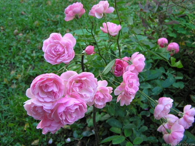 'Mörsjaroos' rose photo