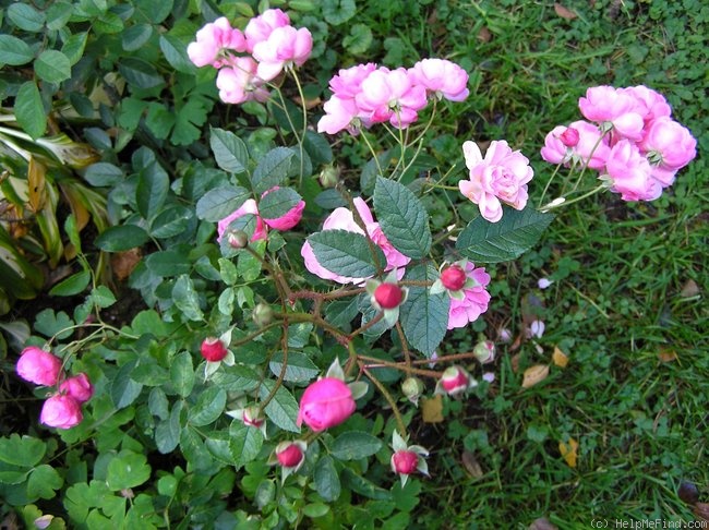 'Mörsjaroos' rose photo