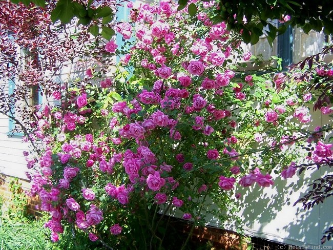 'Climbing American Beauty' rose photo