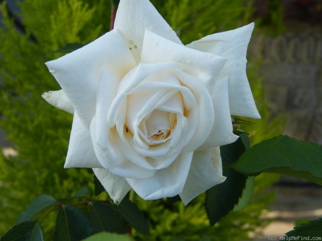 'Ilse Krohn Superior' rose photo