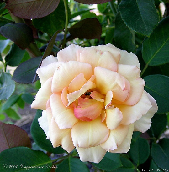 'Anne Harkness (floribunda, Harkness 1979)' rose photo
