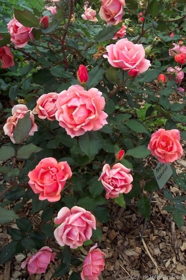 'RADral' rose photo