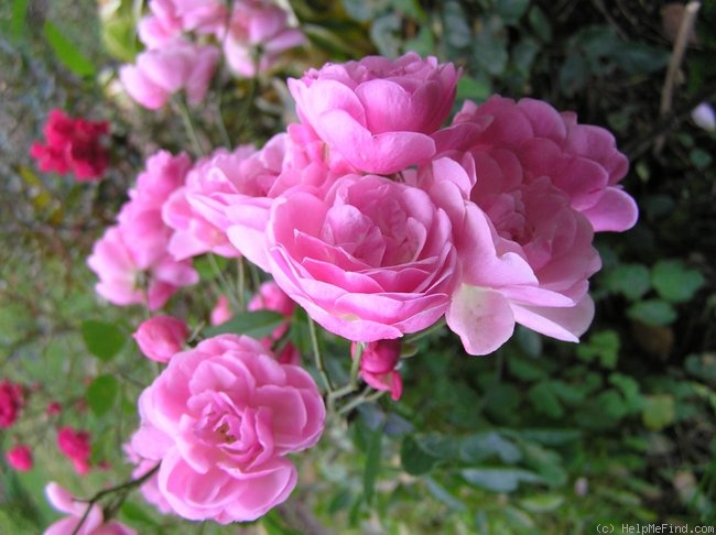 'Mörsjaroos' rose photo