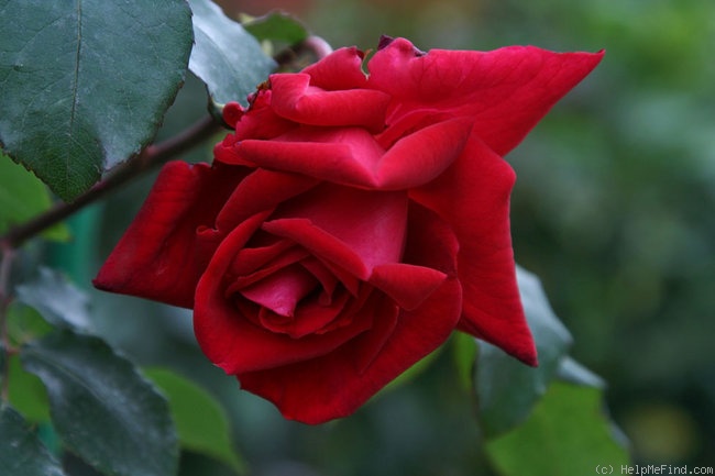 'Ena Harkness, Cl.' rose photo