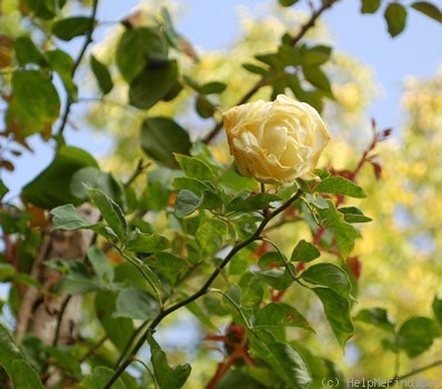 'Blanche Duranthon' rose photo