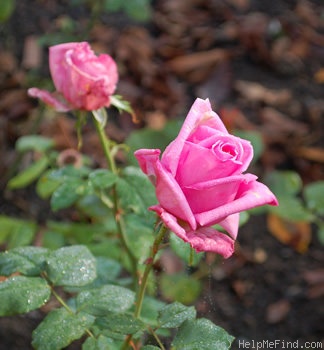 'Burgemeester Berger' rose photo