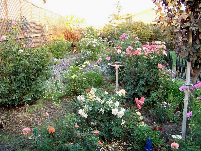 'Leslie's Garden'  photo
