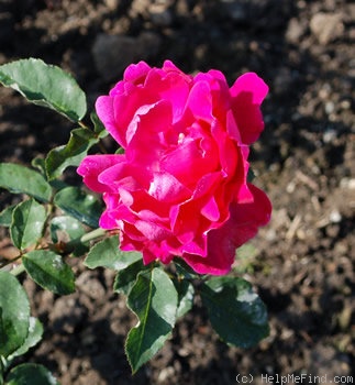 'Dollar-rose' rose photo