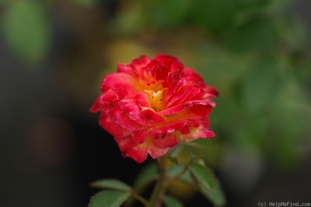 'Alice Faye' rose photo