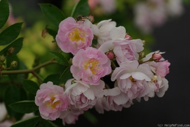 'Abigail Adams' rose photo