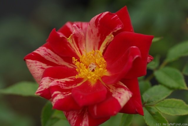 'Cupid's Mark' rose photo