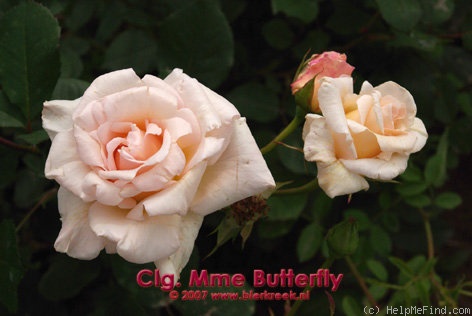 'Madame Butterfly, Cl.' rose photo