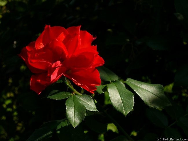 'La Sevillana ®' rose photo