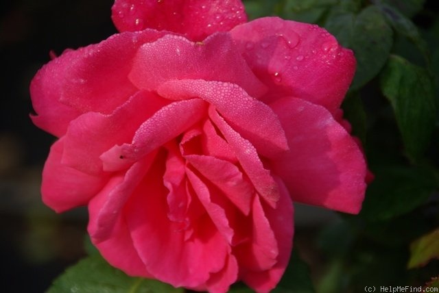 'Mullard Jubilee' rose photo