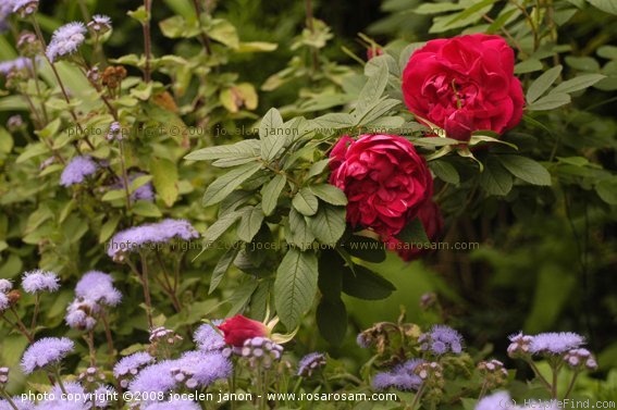'Caporosso' rose photo