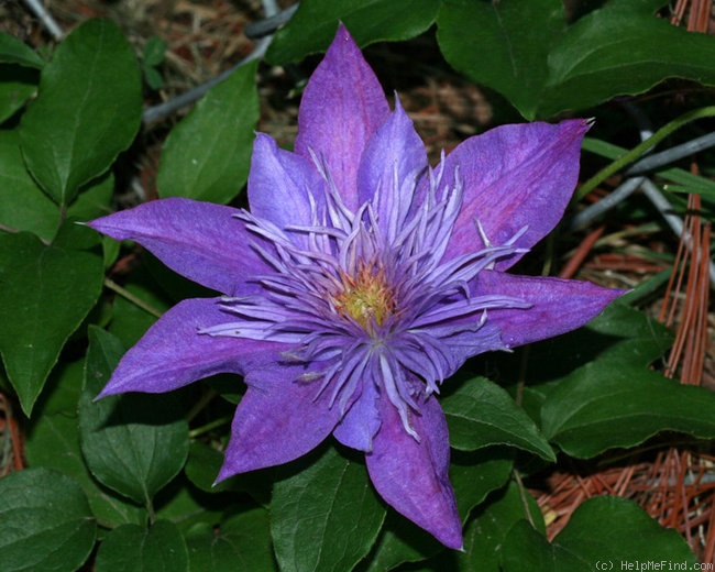 'Crystal Fountain' clematis photo