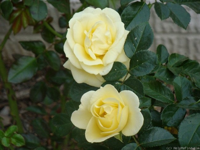 'Lemon Flower Circus ®' rose photo