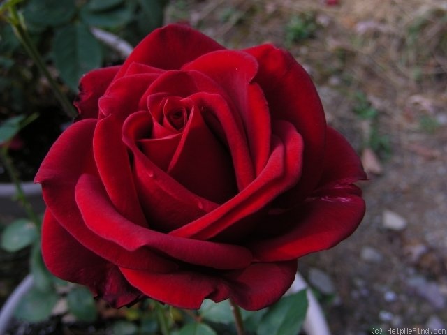 'Asso di Cuori ®' rose photo