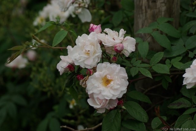 '<i>Rosa arvensis splendens</i>' rose photo