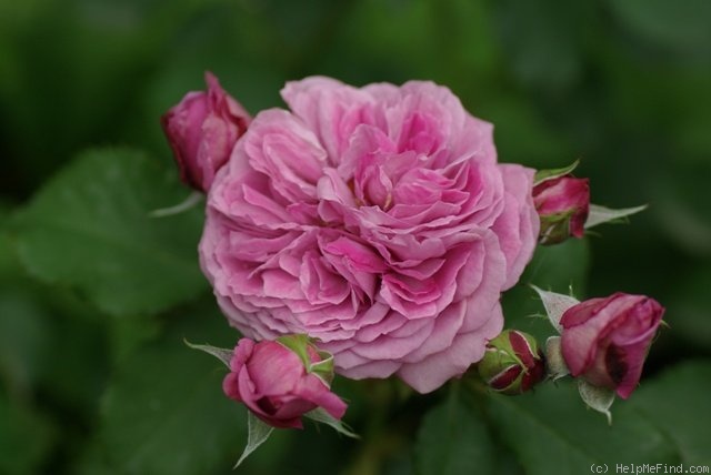 'Magenta (floribunda, Kordes 1954)' rose photo