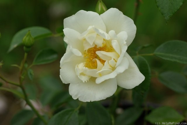 'City of York' rose photo