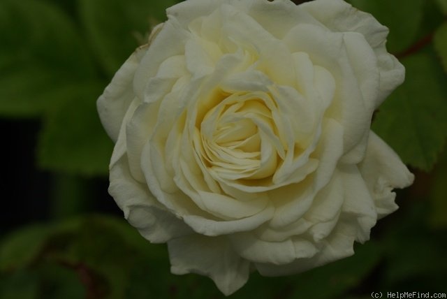 'Madeleine Selzer' rose photo