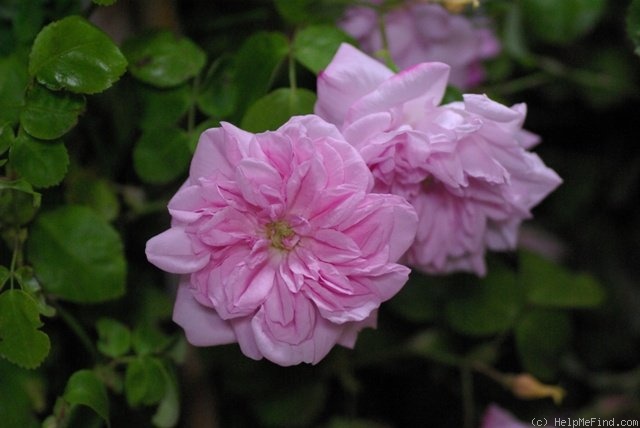 'May Queen (Rambler, Van Fleet, 1898)' rose photo