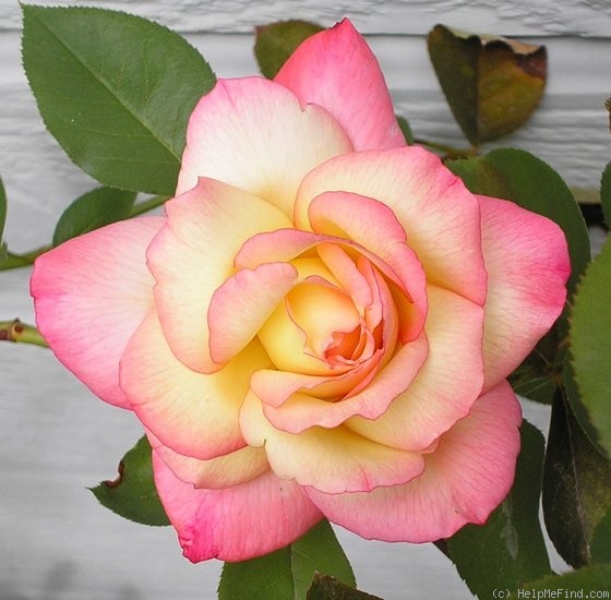 'Operetta (Hybrid Tea, Bailey 1980)' rose photo