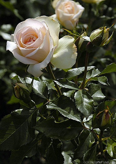 'Sans Souci ® (floribunda, Barni, 1995)' rose photo