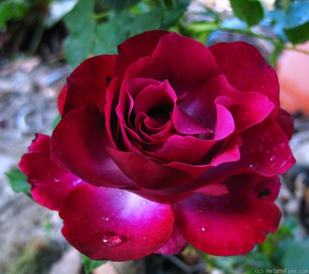 'Wild Blue Yonder ™' rose photo