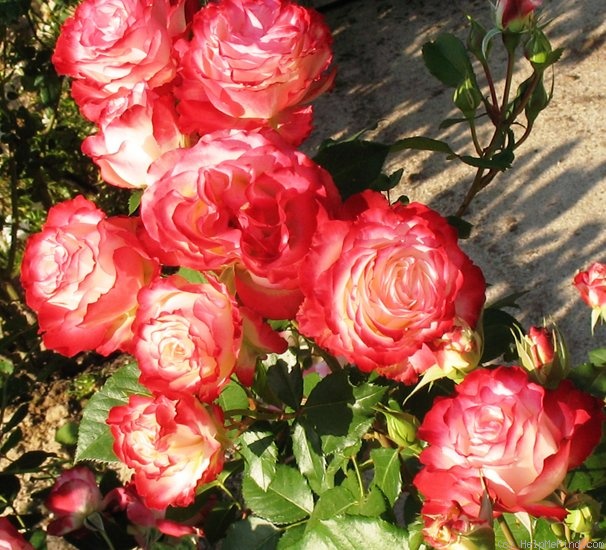 'Cherry Parfait ™' rose photo