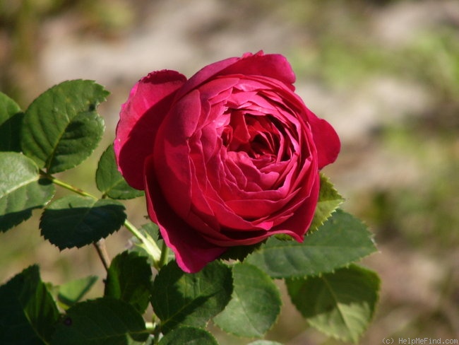 'Askot ®' rose photo