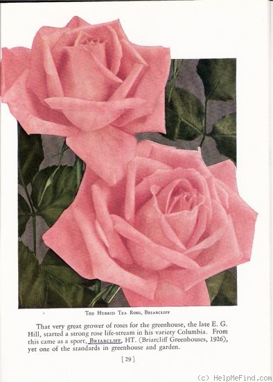 'Briarcliff' rose photo