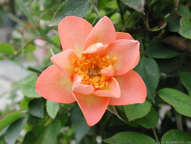 'Halo Sweetie' rose photo