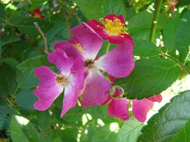 'Rosales Cristel Vidal' , click to enlarge 'Rosales Cristel Vidal'  photo
