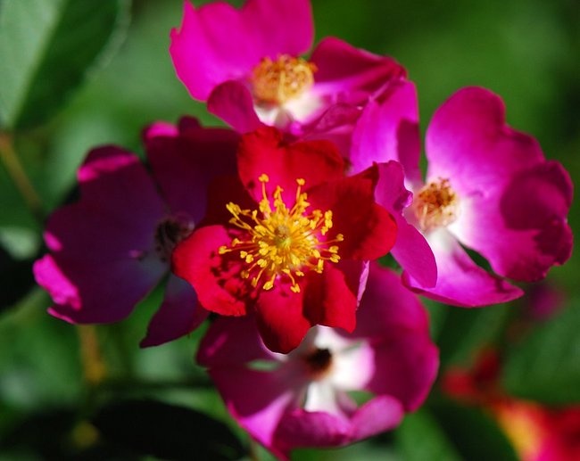 'Rosales Cristel Vidal'  photo