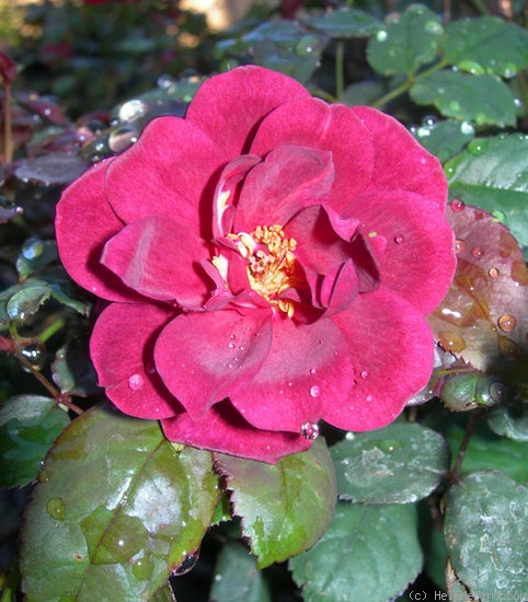 'CHXPB' rose photo