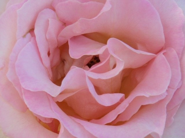 'Elle ® (hybrid tea, Mouchotte/Meilland 1999)' rose photo