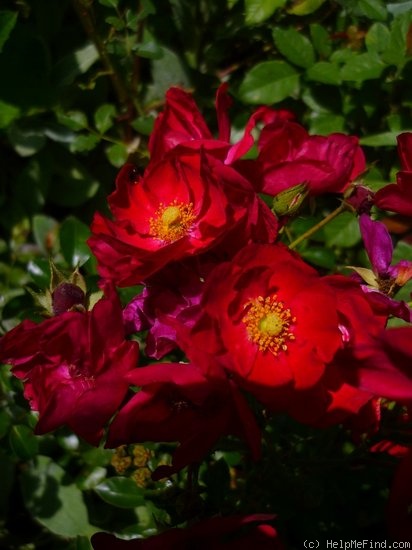 'Alcantara' rose photo
