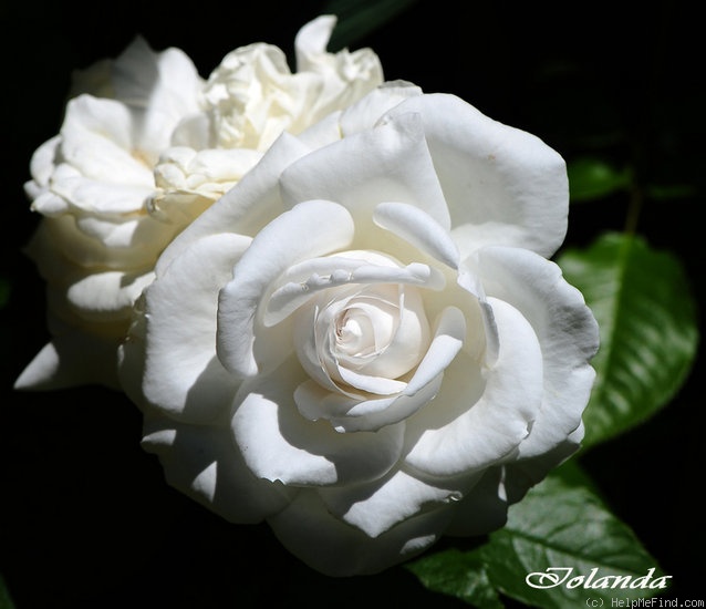 'Annapurna (hybrid tea, Dorieux 2000)' rose photo