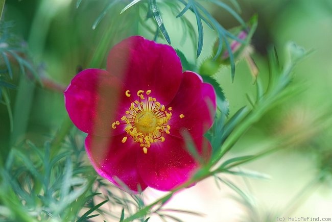 'Red Nelly' rose photo