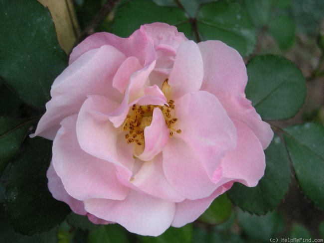 'Radmor' rose photo