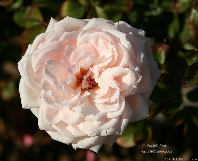'Prairie Star' rose photo