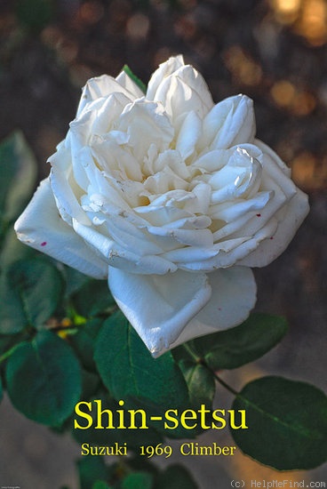 'Shin-Setsu' rose photo