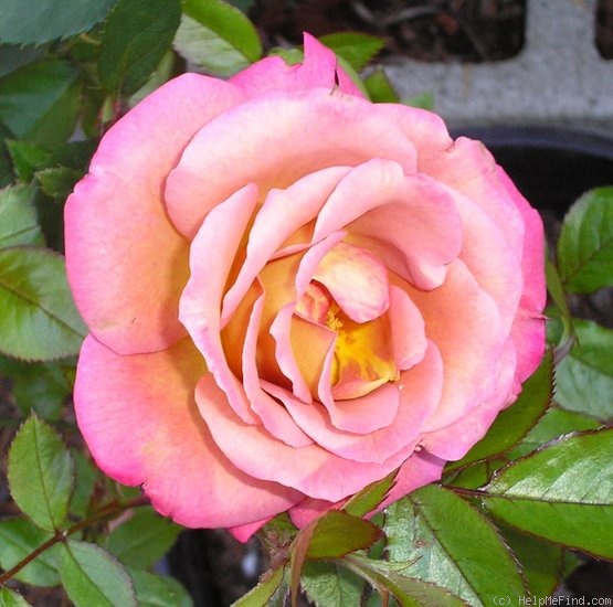 'Coffee Country ™' rose photo