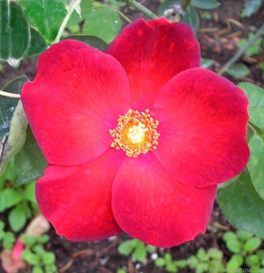 'Cocorico (floribunda, Meilland, 1950)' rose photo