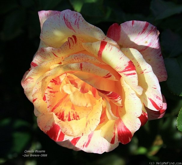 'Camille Pissarro ™' rose photo
