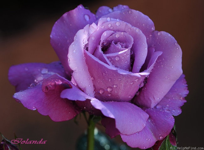 'Charles de Gaulle ®' rose photo