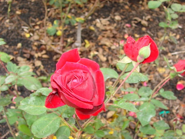 'California Centennial' rose photo