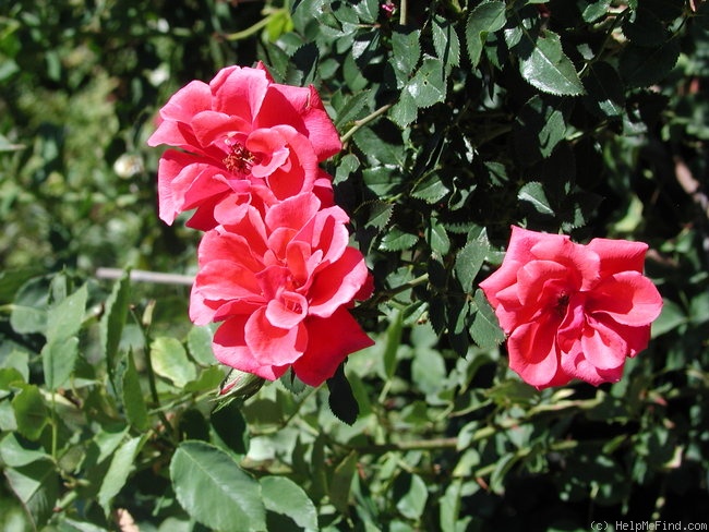 'Annette Dobbs' rose photo